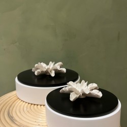 Box PILAMO S/2  كسسوارات منزليه white & black